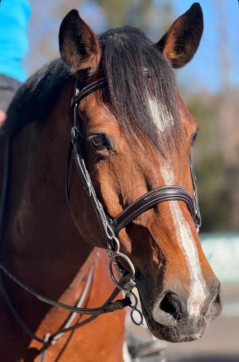 Close portrait of a bay horse in a bridle before going in the ring
