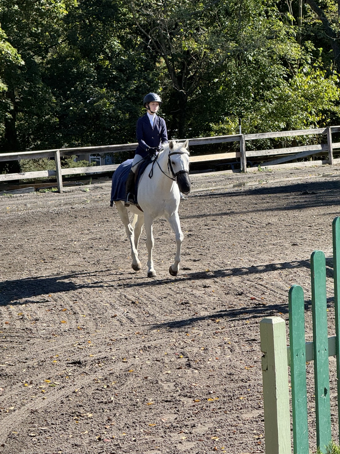Rider in a navy show jacket on a gray pony