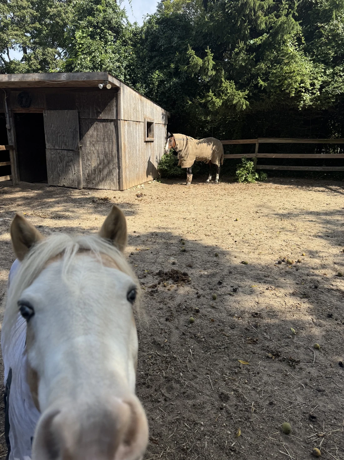 A curious pony at the fence with a blanketed horse and run-in shed behind
