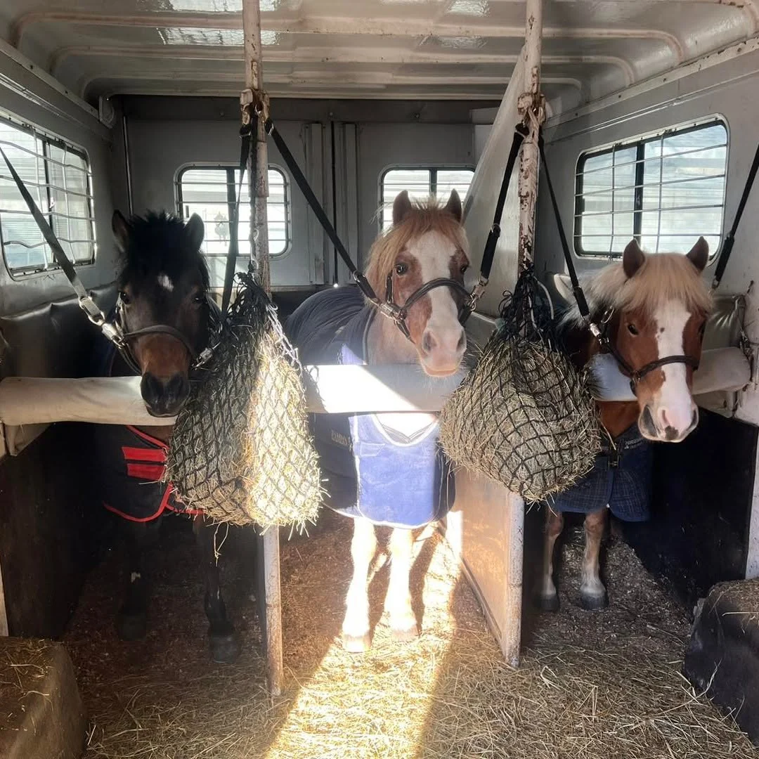 Three ponies loaded in the trailer with hay nets, ready to leave for a show
