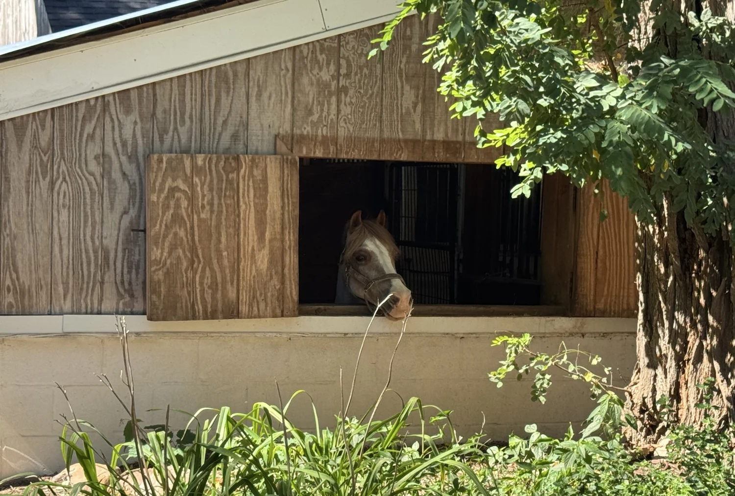 A horse looking out of its stall window into the shade of an old tree